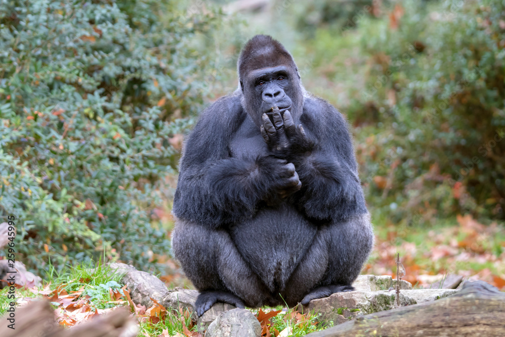 Naklejka premium Silverback gorilla portrait in natural habitat
