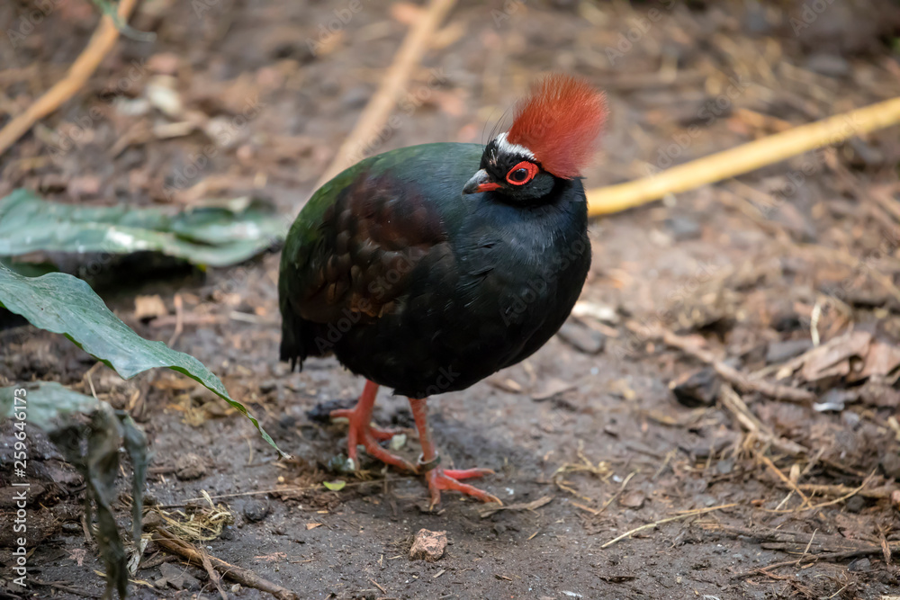 Close up of Rollulus rouloul bird in natural habitat Close up of Rollulus rouloul bird in natural habitat
