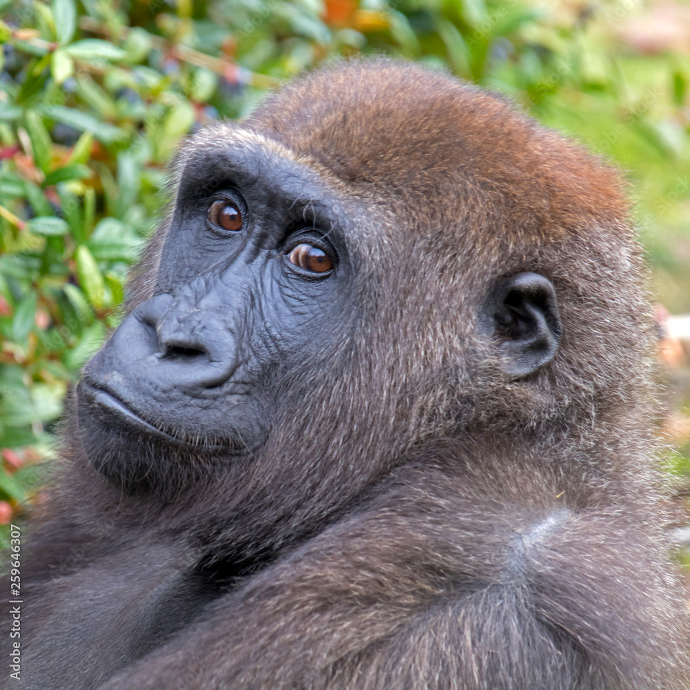 Obraz premium Beautiful Back gorilla in natural habitat