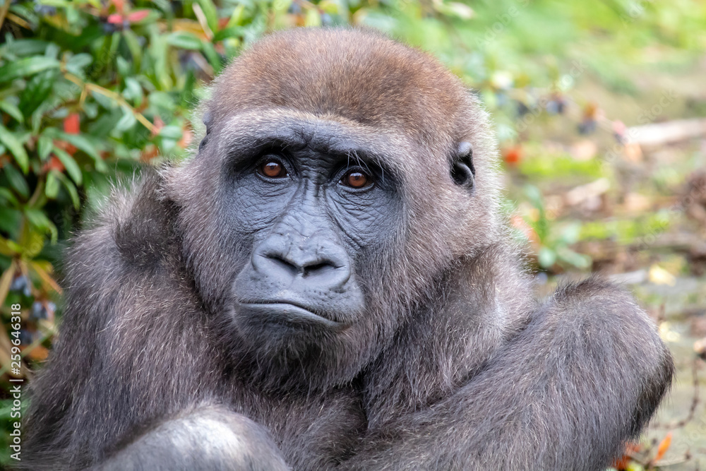 Obraz premium Beautiful Back gorilla in natural habitat
