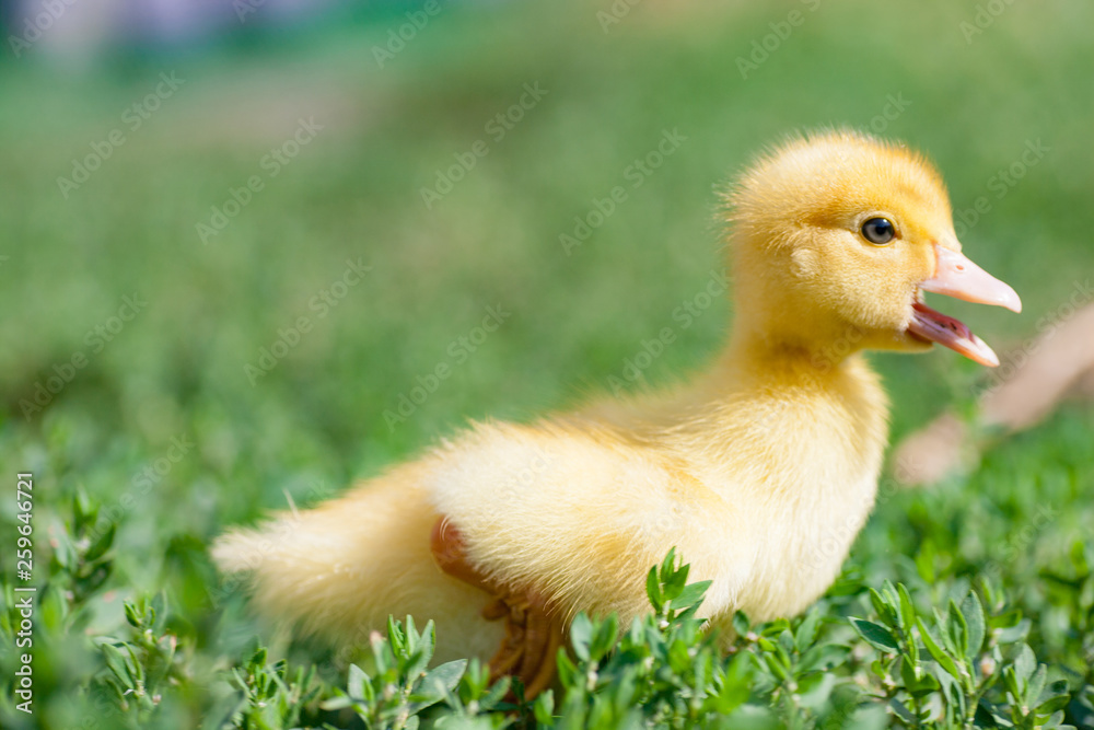 Hand holding newborn baby Muscovy duckling Hand holding newborn baby Muscovy duckling