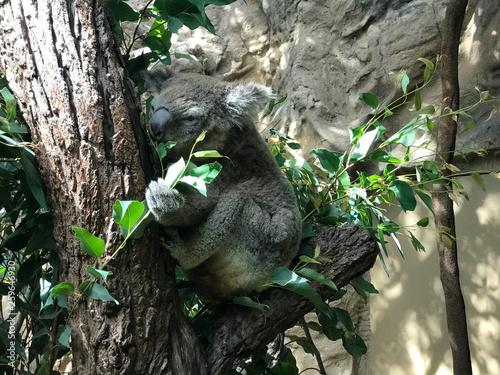Canvas Print Koala