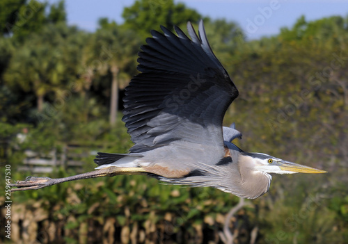The Great Blue Heron in the Florida Everglades