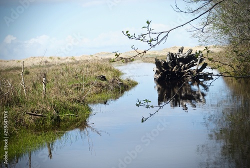 Reflected Trunk in Meadow