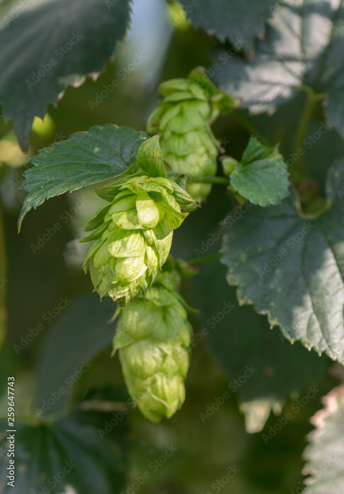 image of branches hop on a green background - Image image of branches hop on a green background - Image
