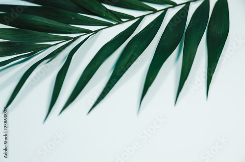 Fototapeta Naklejka Na Ścianę i Meble -  tropical palm leaf