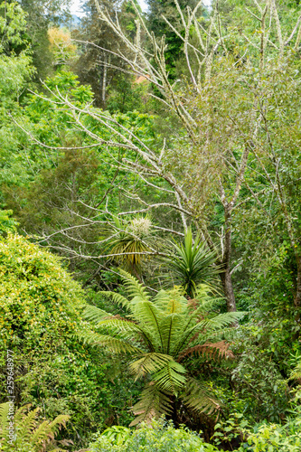 Fern Tree between Lush Vegetation near Waitomo in New Zealand