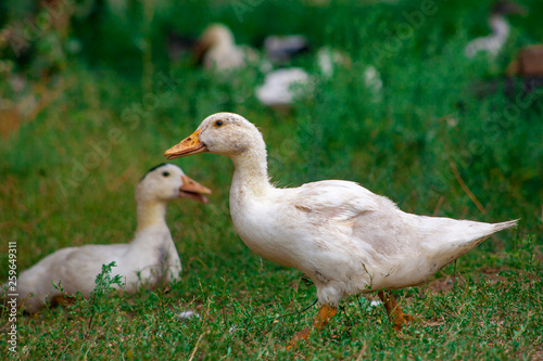 Female adult white Campbell domestic breed duck