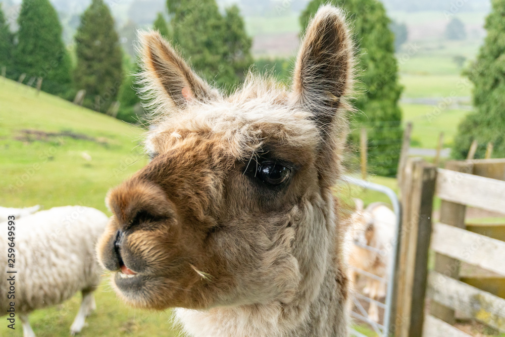 Light Fawn Alpaca Close-up near Taupo in New Zealand Light Fawn Alpaca Close-up near Taupo in New Zealand