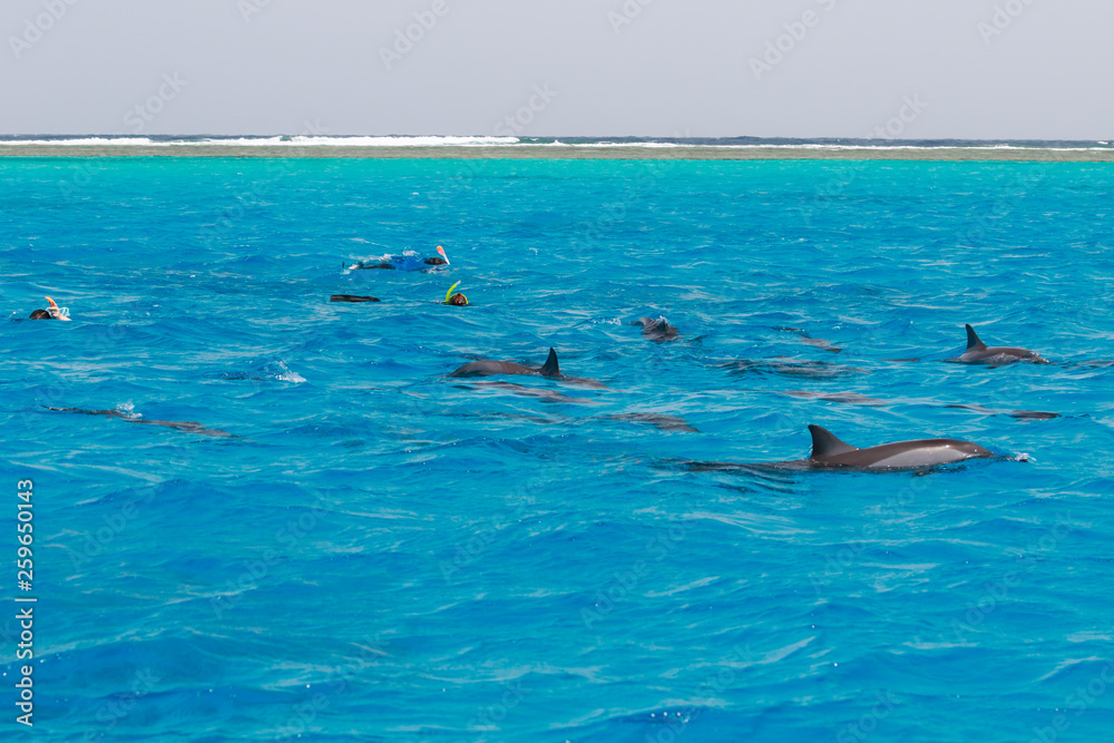 Snorkeling people swimming with dolphins  in blue water sea, nature beauty, beautiful playful spinners, summer vacation joy fun time, recreation tourism rest, ocean pure waters with animals creatures