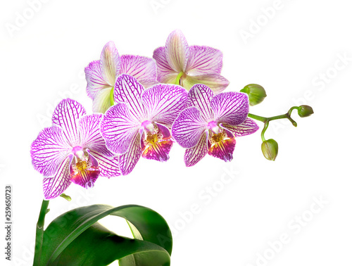 Focus Stacked Image of a Purple and White Orchid Plant Isolated on White