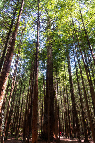Coastal Redwood Trees near Rotorua in New Zealand