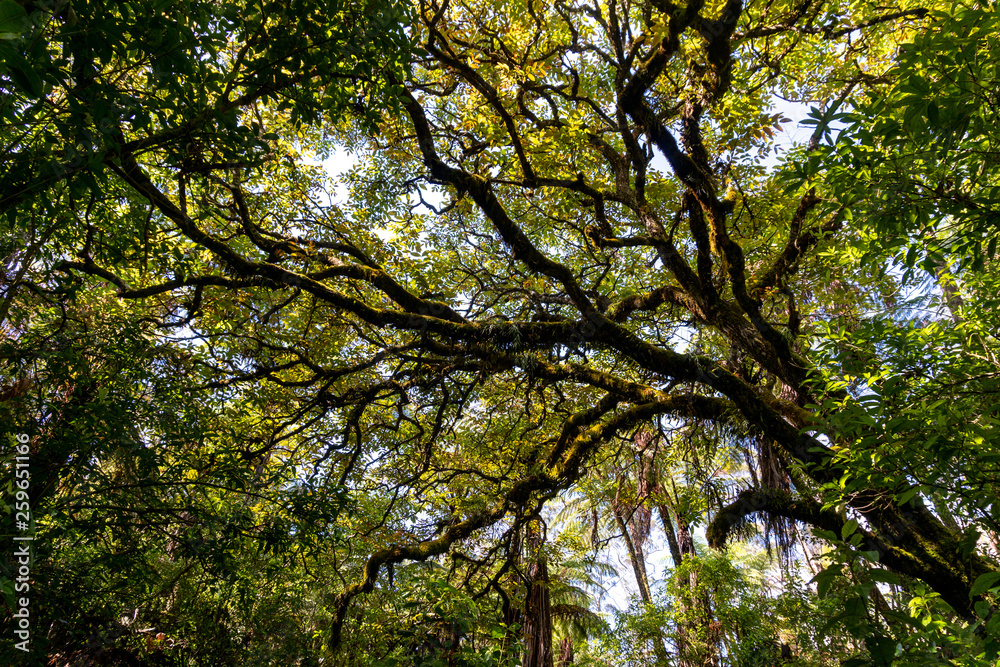 Beautiful Tree in Forest near Rotorua, Bay of Plenty, in New Zealand Beautiful Tree in Forest near Rotorua, Bay of Plenty, in New Zealand