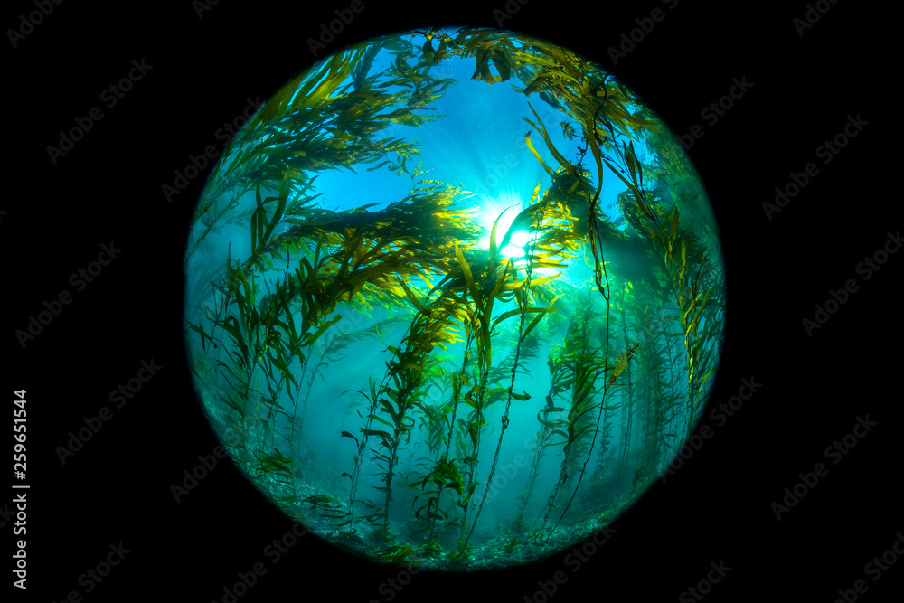 California Kelp Bed fisheye perspective California Kelp Bed fisheye perspective