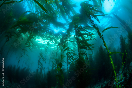 California Kelp Bed
