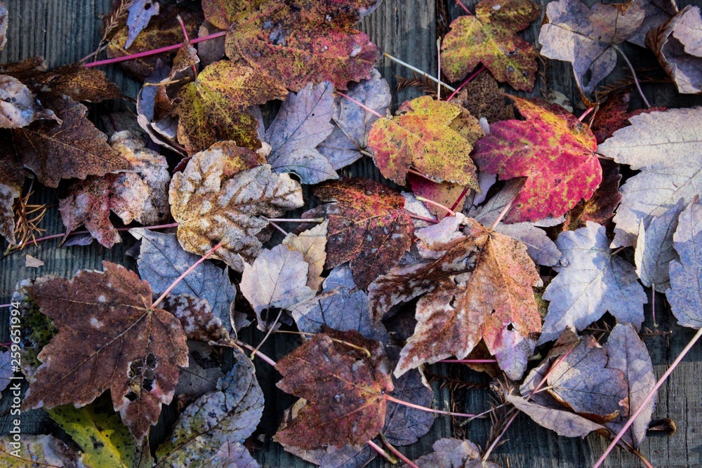 Fototapeta premium Fallen Gems