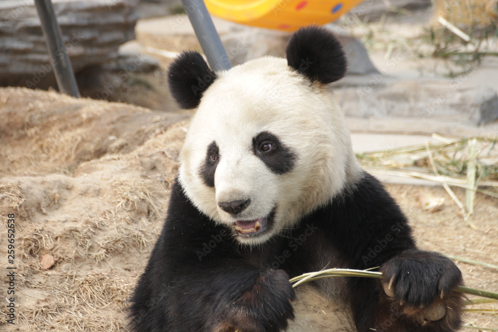 sweet Face of Female Panda, China sweet Face of Female Panda, China