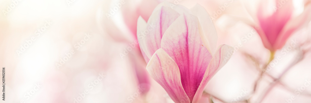 magnolia flowers background