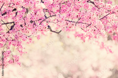 Cherry tree blossom background