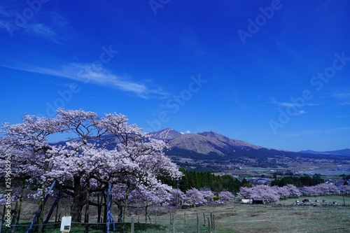 桜の花が満開の観音桜公園から見た阿蘇山