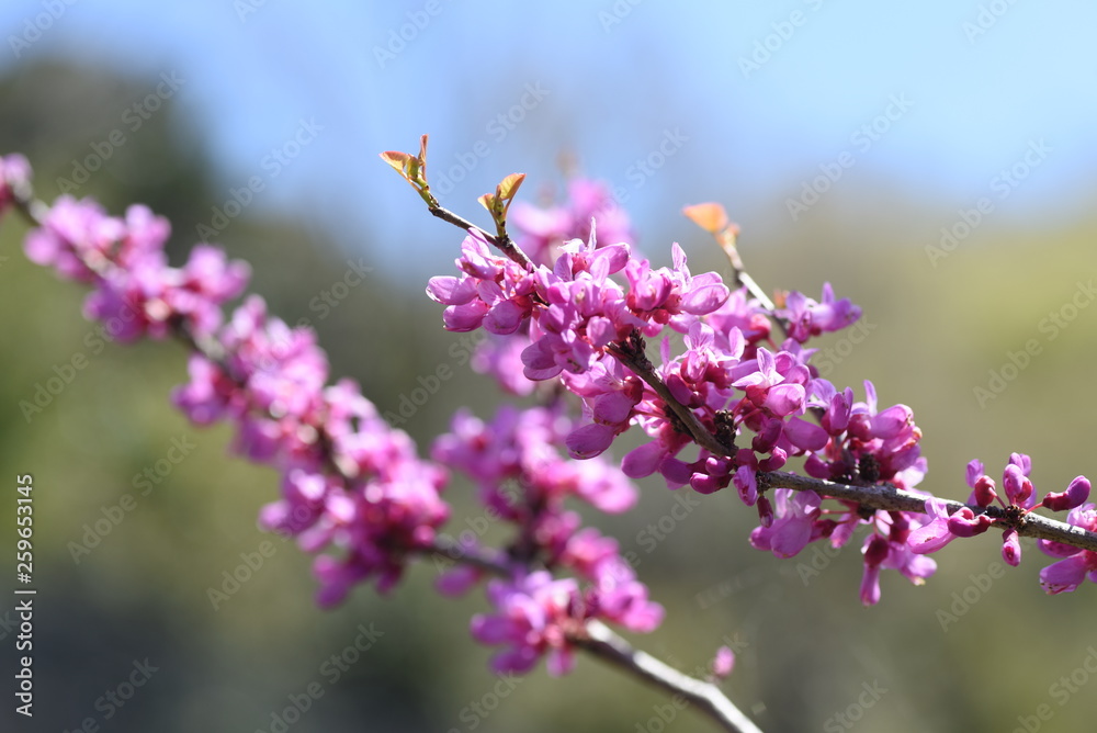 Cercis chinensis (Chinese redbud) Cercis chinensis (Chinese redbud)