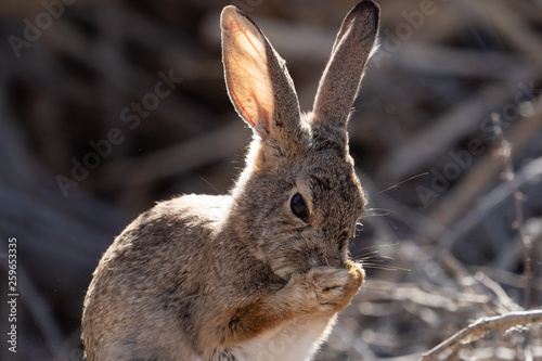 Desert Cottontail Rabbit © Casey