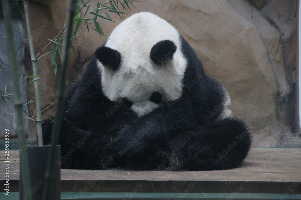 Fototapeta premium Chubby Giant Panda is Sleeping on Sitting Position as if she is doing Meditation