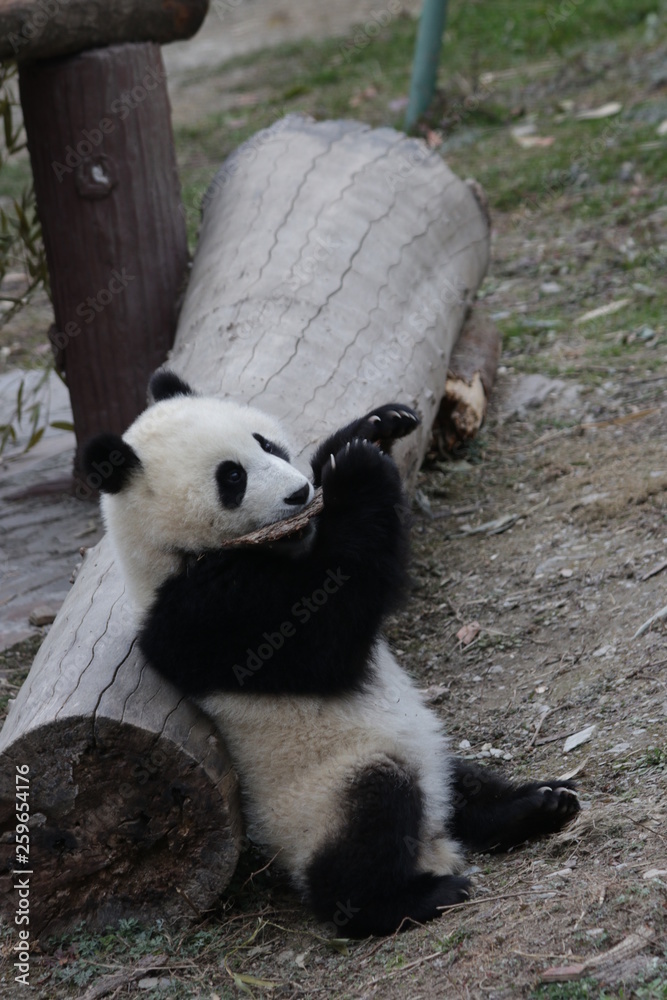 Fototapeta premium Cute Little panda learning to Eat Leaf