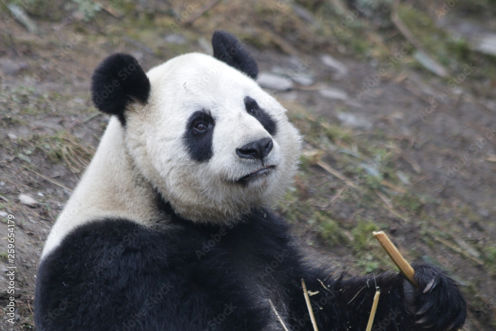 Obraz premium Sweet Fluffy Face of Giant Panda, China