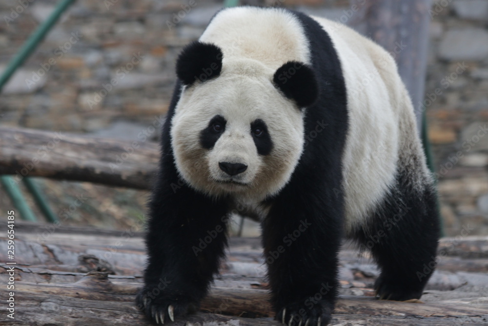 Funny Panda is Looking at The Camera, China