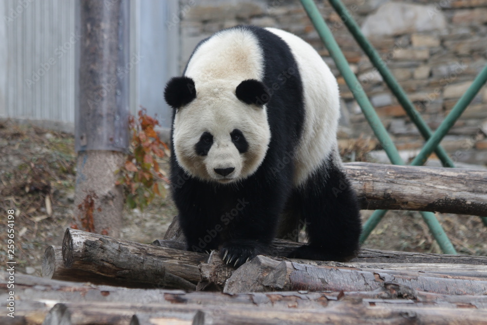 Fototapeta premium Fluffy Giant Panda Exploring his Area