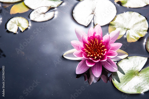 pink water lily in pond