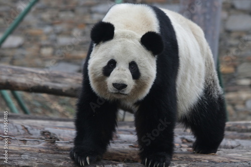 Funny Panda is Looking at The Camera, China