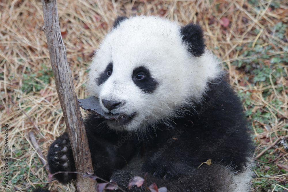 Little Baby Panda Cub with a Pebble in her mouth, China Little Baby Panda Cub with a Pebble in her mouth, China