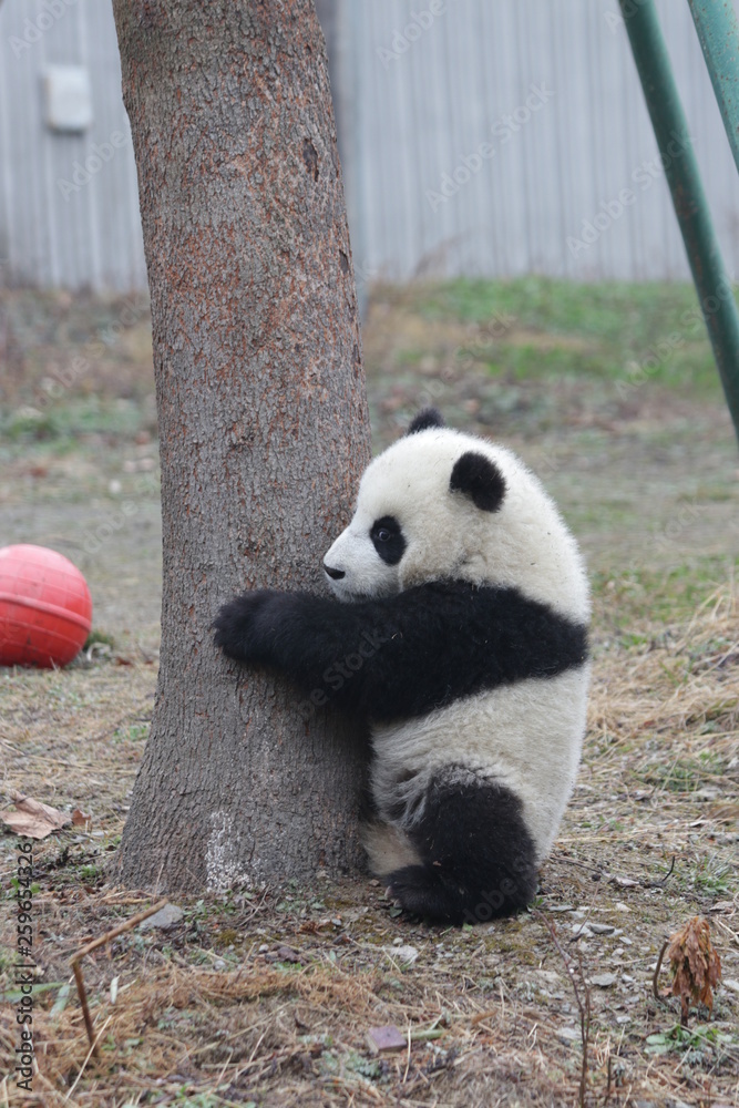Little baby Panda Cub is Having a Good Time in his Playground Little baby Panda Cub is Having a Good Time in his Playground
