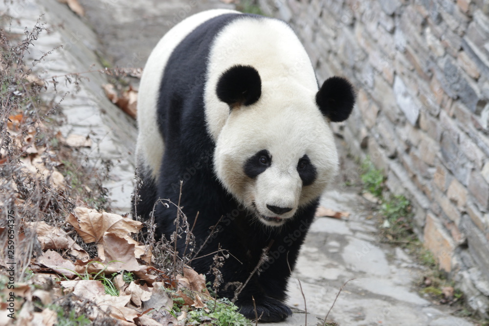 Obraz premium Fluffy Giant Panda Exploring his Area