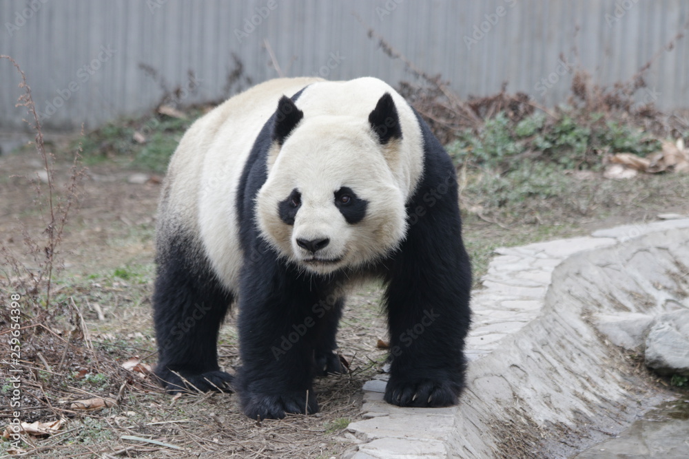 Fototapeta premium Fluffy Giant Panda Exploring his Area