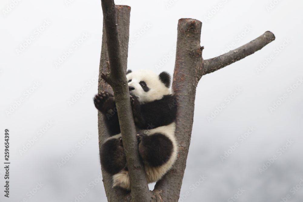 Obraz premium Little Baby Panda Cub on the Tree, China