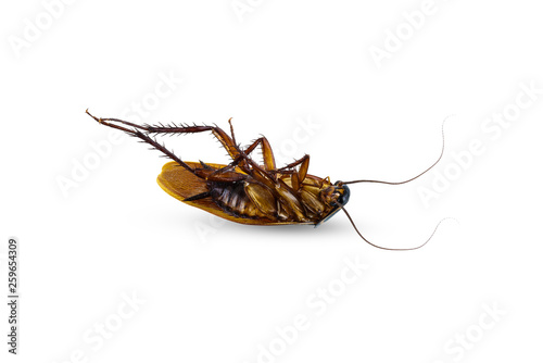 Dead cockroach supine upside isolated on white background