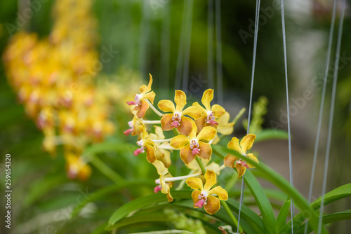 Beautiful orchid flower and green leaves background in the garden