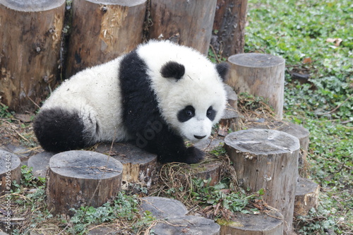 Lovely Baby Panda with a Twig in hos mouth, Wolong, China photo