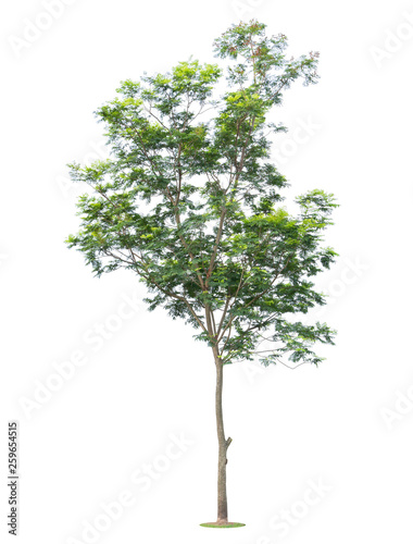 The big and green tree isolated on white background. Beautiful and robust trees are growing in the forest  garden or park.