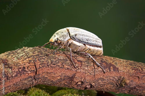 Edible insects : White grub beetle (Lepidiota stigma Fabricius), edible beetle from southern Thailand. Edible insects live in nature. Entomophagy, other natural sources of nutrients. Exotic food © Cheattha