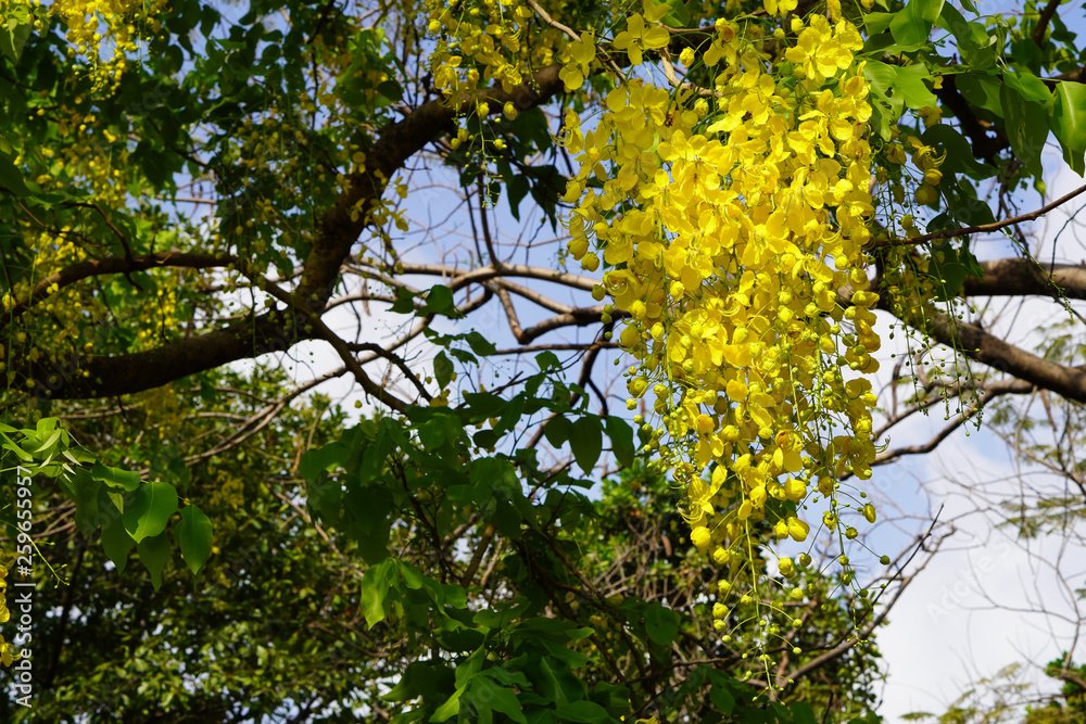 Cassia fistula bouquet on tree,sky and cloud background Cassia fistula bouquet on tree,sky and cloud background