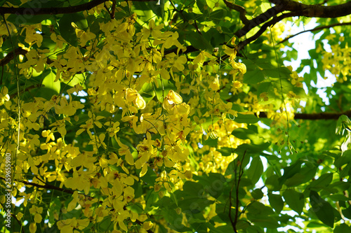 morning,yellow Cassia fistula flower bouquet on tree,blur leaves background