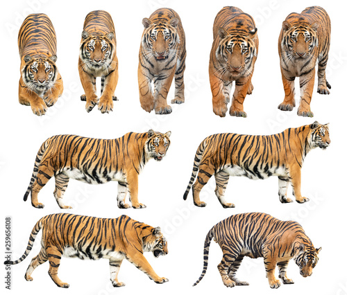 Fotografia bengal tiger isolated on white background