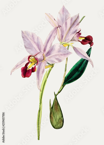 Cattleya flower