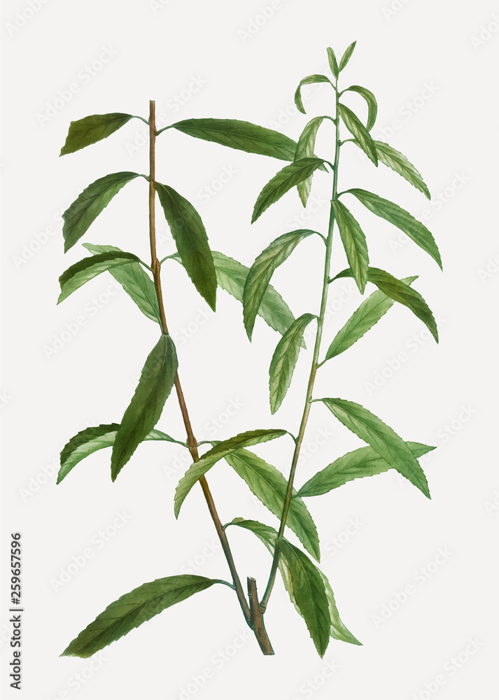Fototapeta premium White willow branch
