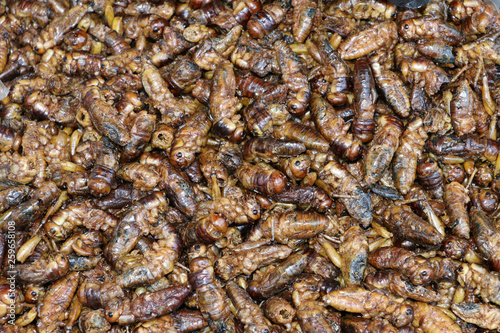 Pattern background of many fried insects.