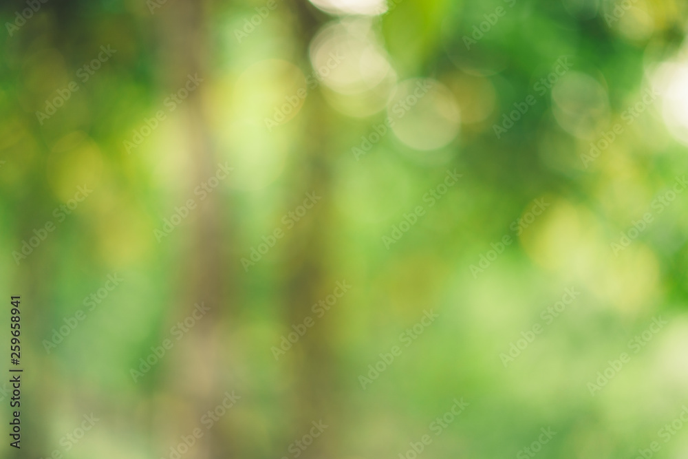 Abstract green bokeh background tree morning light